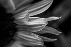 Life Through a Lens IV