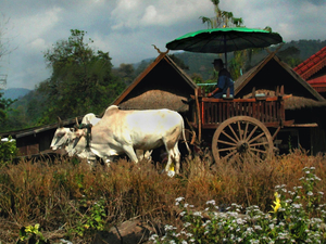 OXEN CART
