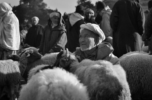 Shepherd