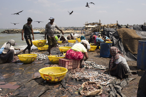 Washing and salting the fish, Negombo, Sri Lanka