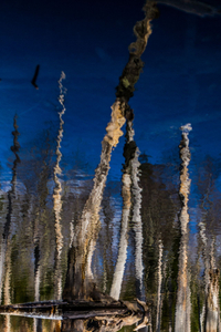 Liquid Sky 03