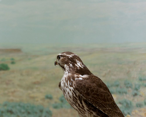 Untitled (Kansas)
