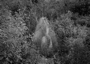 anthill