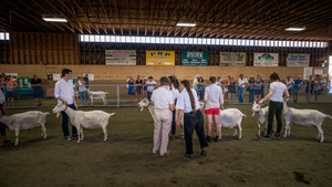 Of Style and Perk: Goat Fanciers of Peninsular Saanich 2