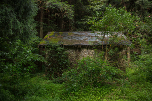 The Forgotten Forests