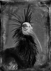 © Dianne Yudelson Wallrapp Ibis