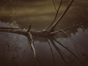 Into the marsh - 07