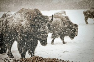 American Bison