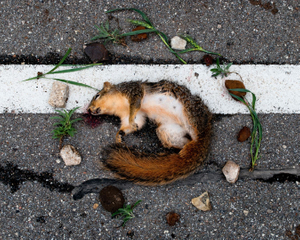Squirrel 2