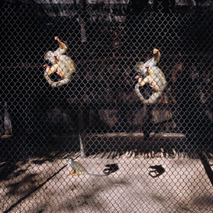 Twin Monkeys
