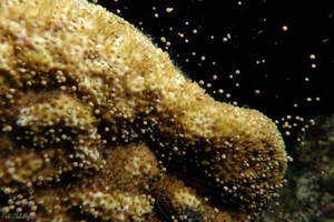 Coral Spawning