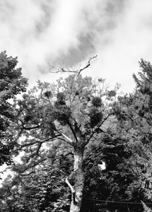 Trees 24