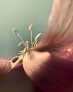 Embrace