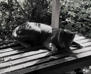 Stray Cats_37
