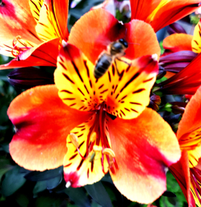 Remembering Georgia O'Keeffe_22