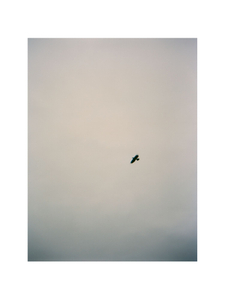 sea bird