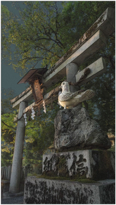 A pigeon at Miyake Hachiman Jinja Shrine, Kyoto
