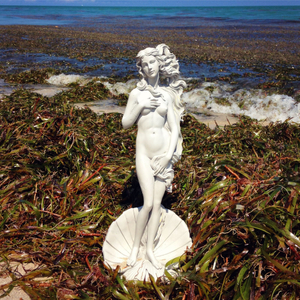 THE VENUS PROJECT