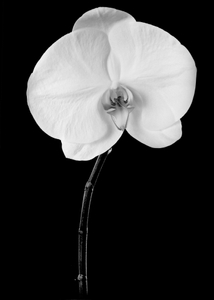 Orchidée