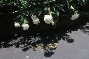 Mom's Peonies