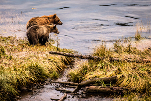 Grizzlies and salmon