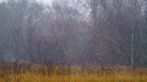 Beginning of winter