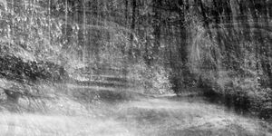 Forest in Motion