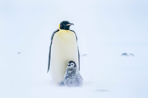 Emperor penguin parent with nine week old chick.
