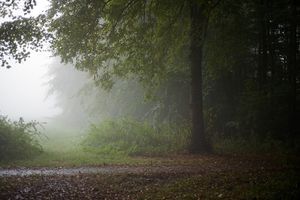 Forest Vibes 1
