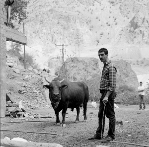A Bull © Gigi Roccati