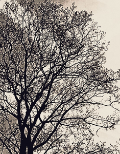 Trees 2