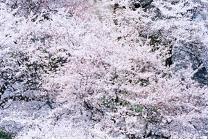 Cherry Blossoms