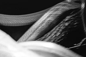 7. Reptiles camouflaged