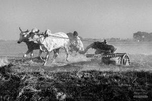 Exercising oxen 4 / 4 |  Dhanda, Punjab.
