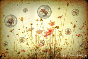 Bubble Bees