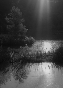 The Pond Project #107