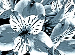 Remembering Georgia O'Keeffe_18