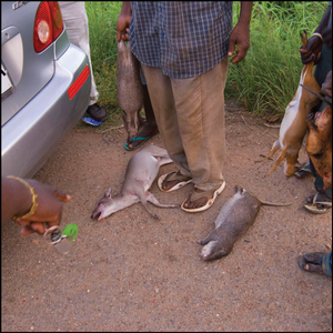 Bush catch, road to Kakum
