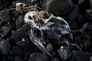 Black Beach #09