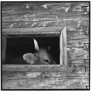 © romano p. riedo | fotopunkt.ch