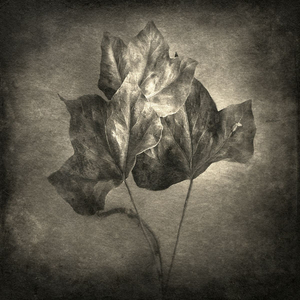 ivy© Gary