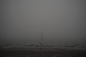 Lonely tree.