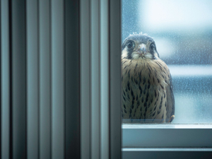 Who's watching the watchers?