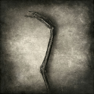 heron leg© Gary