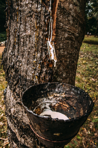 Malawi Rubber Plantation
