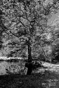 Epping Forest | 11