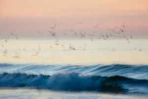 Waves #D30020