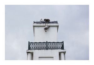 Storks in the Tower, Furnishers Zone, Serdivan, Sakarya, 08.05.2017