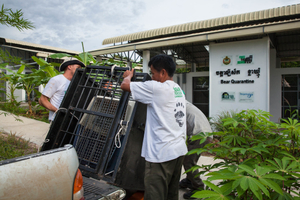 Free The Bears’ team unloads its newest arrival – a moon bear cub rescued from Battambang province. The team drove over 9 hours to relocate the cub at the Quarantine Center.