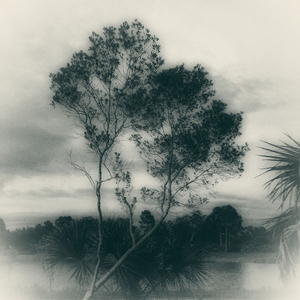 Leaning Tree
